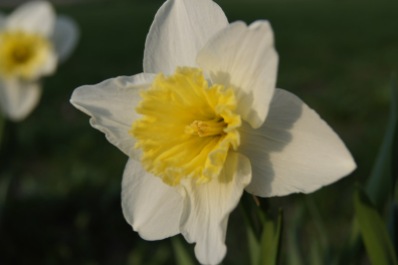 daffodil 3