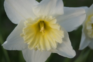 daffodil 4