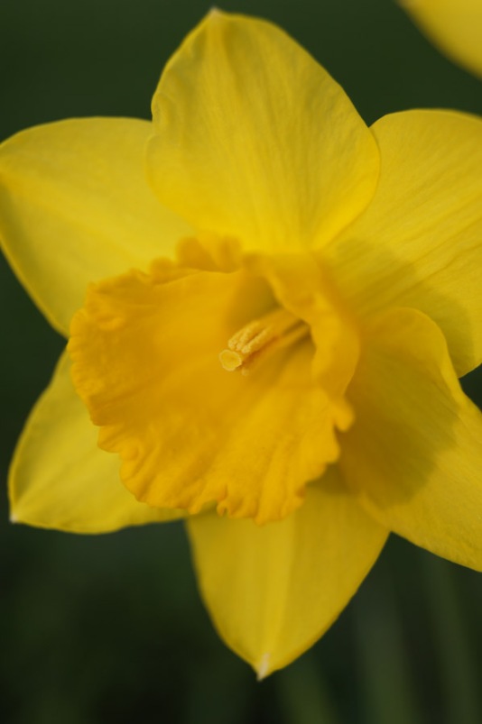 One of my daffodils this past spring